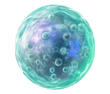 celulamadrepeque1