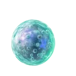 celulamadrepeque5